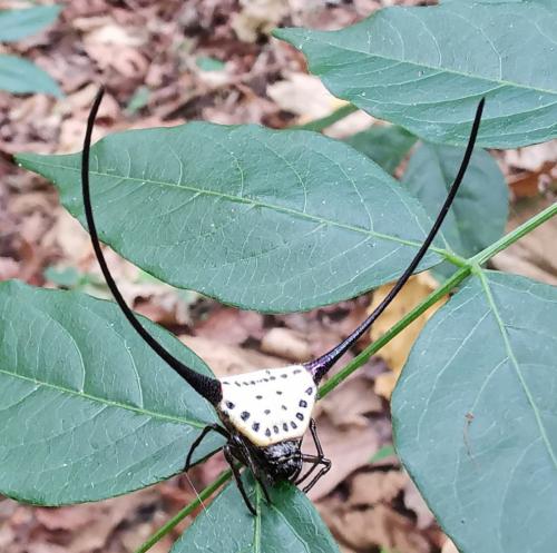 Réf. 273 865 : Macracantha arcuata