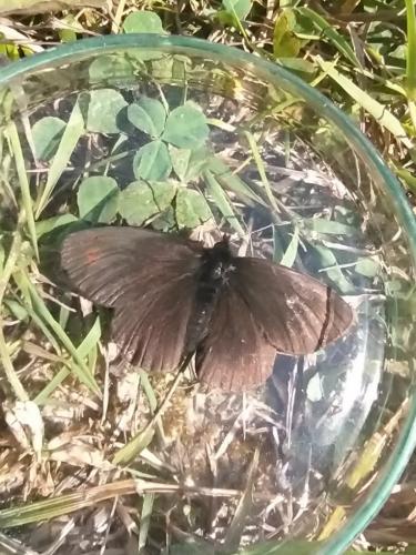 Réf. 273 930 : Erebia oeme