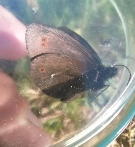 Réf. 273 931 : Erebia oeme