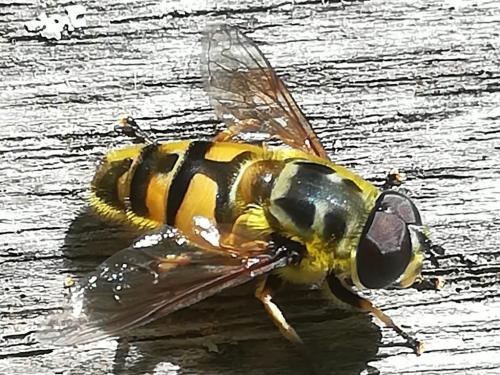 Réf. 273 253 : Myathropa florea