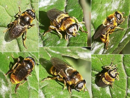 Réf. 273 326 : Merodon sp.