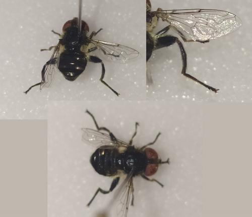 Réf. 273 184 : Eristalinus sepulchralis