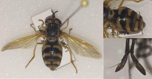 Chrysotoxum verralli