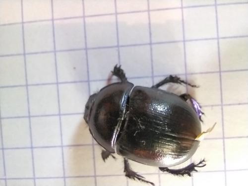 Anoplotrupes stercorosus