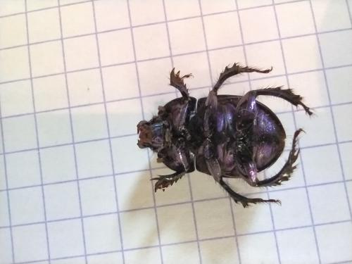 Anoplotrupes stercorosus