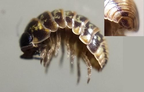 Armadillidium pulchellum
