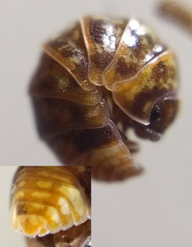Armadillidium pulchellum