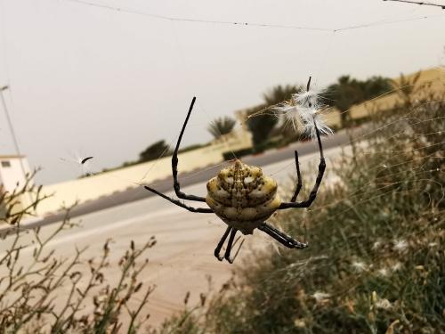 Réf. 273 681 : Argiope sp.