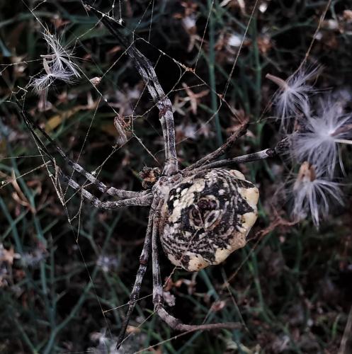 Réf. 273 951 : Argiope sp.