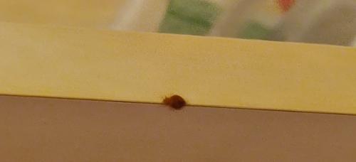 Cimex sp.