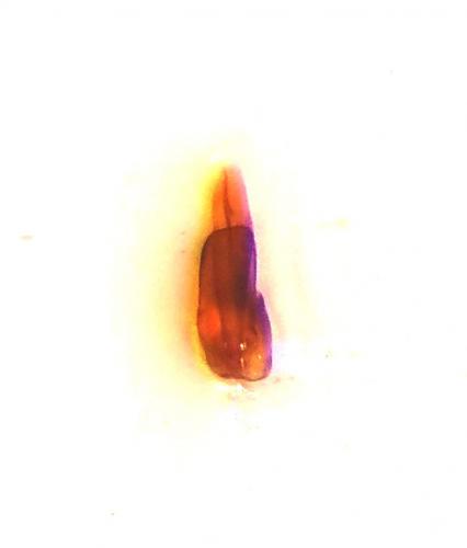 Réf. 273 945 : Clambus minutus complicans