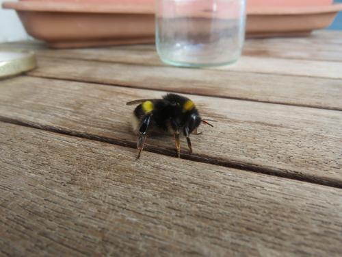 Réf. 273 647 : Bombus terrestris lusitanicus