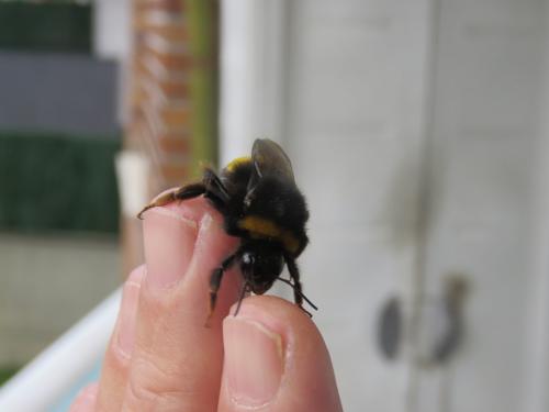 Réf. 273 648 : Bombus terrestris lusitanicus
