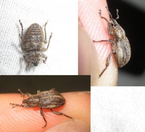 Réf. 273 077 : Brachypera zoilus