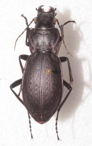 Réf. 273 034 : Carabus lusitanicus barcelecoanus