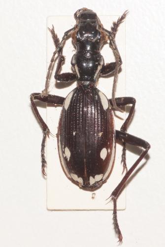 Réf. 273 054 : Anthia sexmaculata