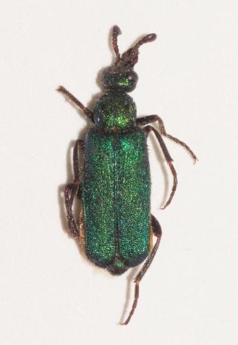 Cerocoma schreberi