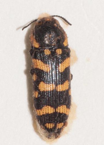 Réf. 273 089 : Acmaeodera quadrifasciata