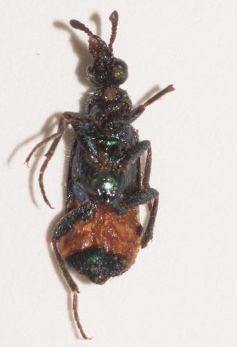 Cerocoma schreberi