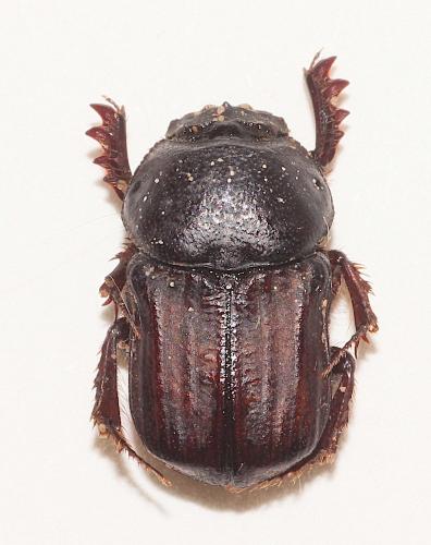 Cheironitis furcifer