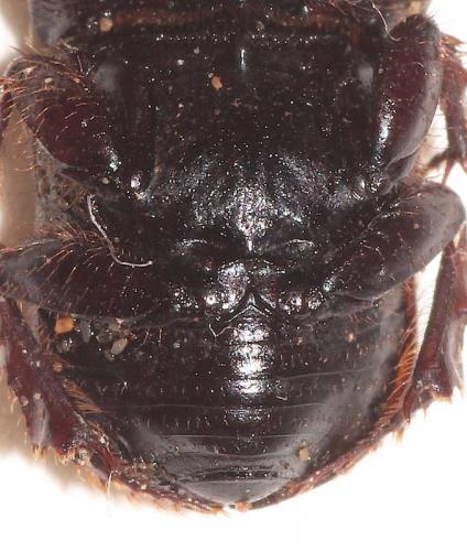 Cheironitis furcifer