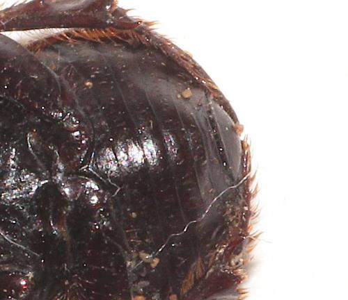 Cheironitis furcifer