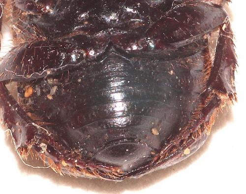 Cheironitis furcifer