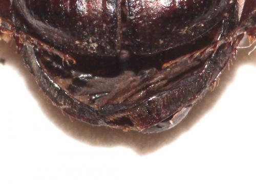 Cheironitis furcifer
