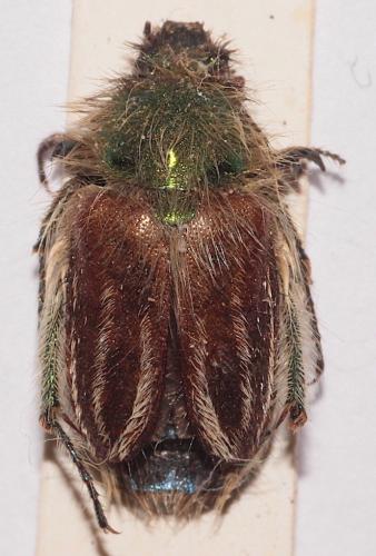 Eulasia bombylius