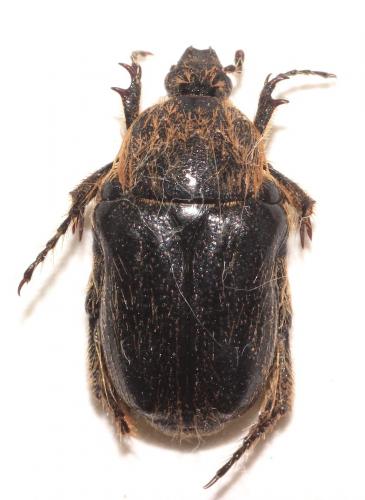 Paleira femorata