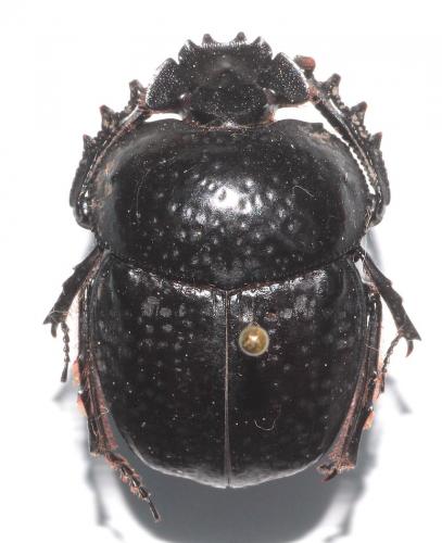 Scarabaeus cicatricosus