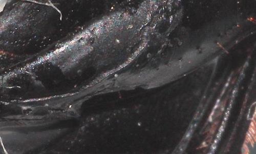Scarabaeus cicatricosus