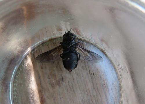 Dasyrhamphis ater