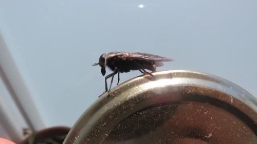 Dasyrhamphis ater