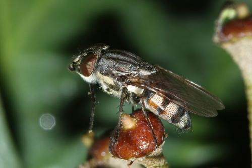 Stomorhina lunata