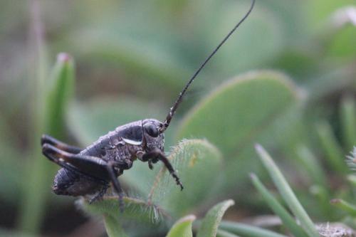 Réf. 273 425 : Tettigoniinae inconnu