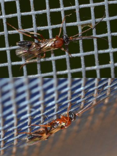 Cryptinae