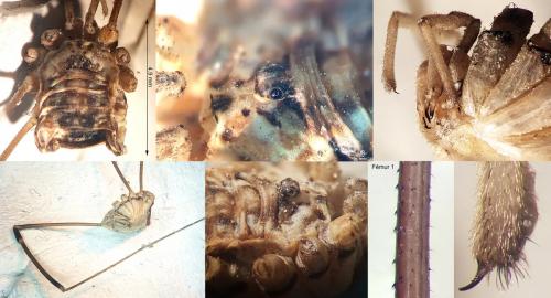 Réf. 273 896 : Leiobunum religiosum