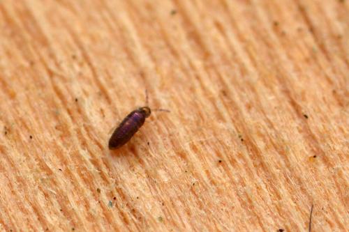 Réf. 273 773 : Lepidocyrtus violaceus