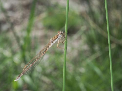 Sympecma fusca