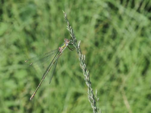 Chalcolestes viridis