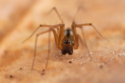 Réf. 273 794 : Tenuiphantes sp.