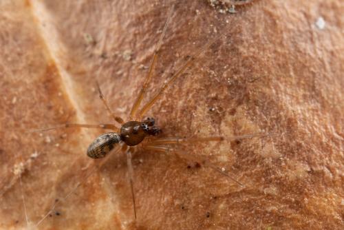 Réf. 273 793 : Tenuiphantes sp.