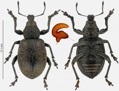 Réf. 273 277 : Liophloeus tessulatus