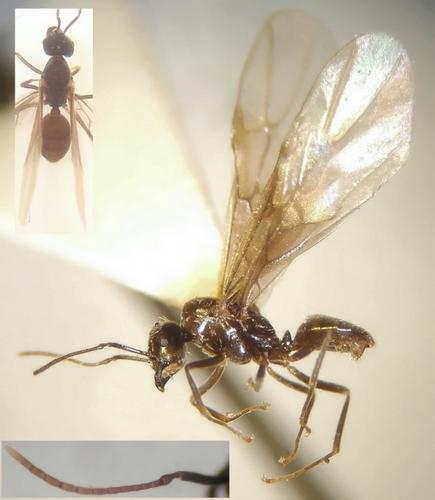 Réf. 273 770 : Lasius sp.