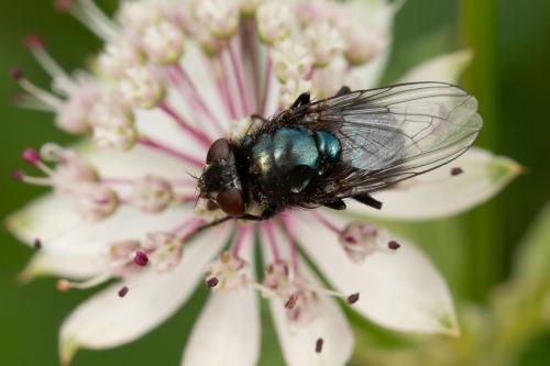 Protophormia terraenovae