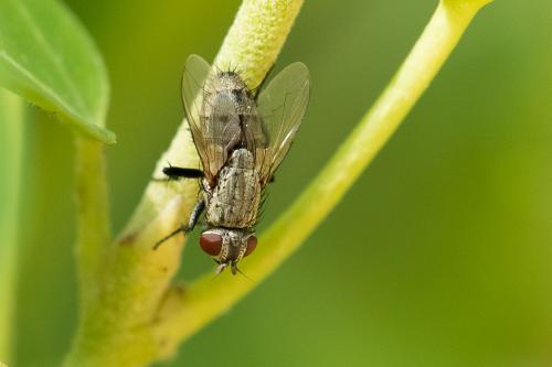 Sarcophila sp.