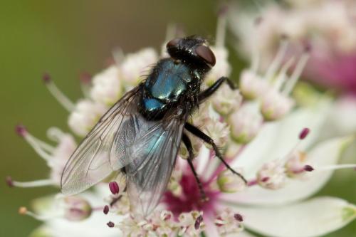 Protophormia terraenovae