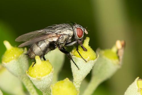 Réf. 273 610 : Sarcophila sp.