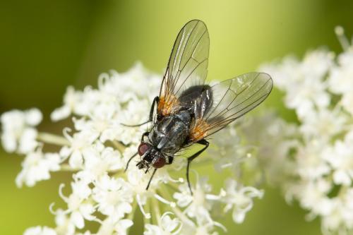 Thricops longipes